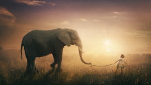 Who or what is leading you? Elephant Image